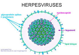 Obat Virus HSV